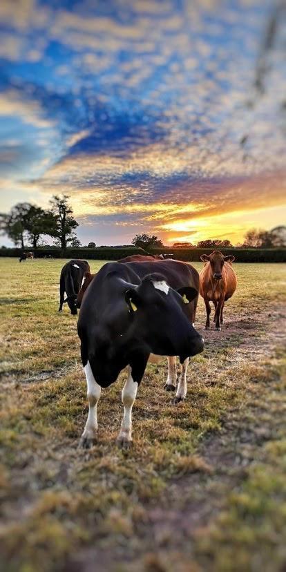 New Farm Cheshire Holidays Winsford  Exteriör bild